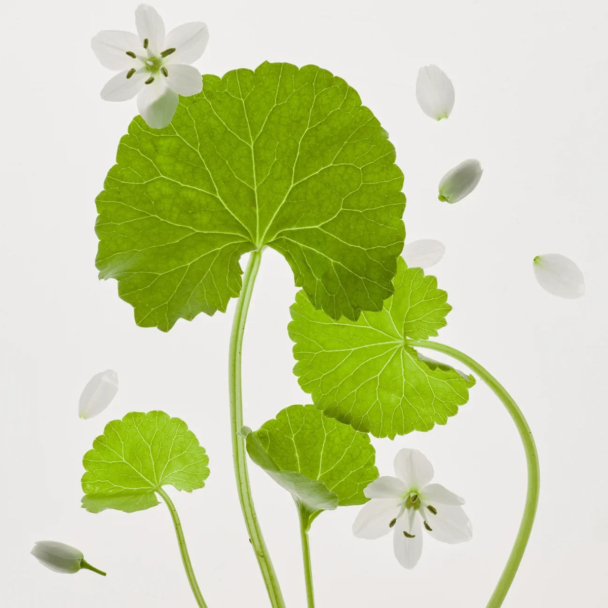BEAUTY OF JOSEON Light on Serum Centella + Vita C (30ml)